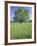 Bur Oak in Grassy Field, Great Smoky Mountains National Park, Tennessee, USA-Adam Jones-Framed Photographic Print