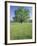 Bur Oak in Grassy Field, Great Smoky Mountains National Park, Tennessee, USA-Adam Jones-Framed Photographic Print