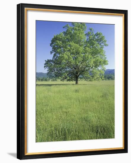 Bur Oak in Grassy Field, Great Smoky Mountains National Park, Tennessee, USA-Adam Jones-Framed Photographic Print