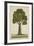 Bur Tree, 1800-10-null-Framed Giclee Print