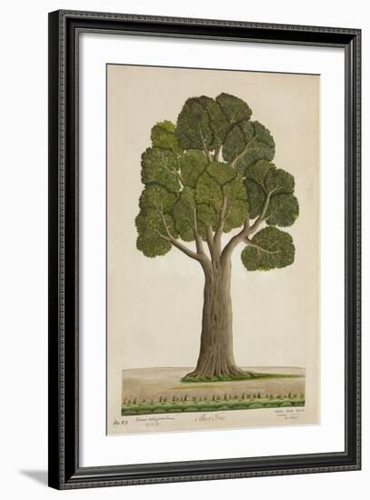 Bur Tree, 1800-10-null-Framed Giclee Print