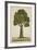 Bur Tree, 1800-10-null-Framed Giclee Print