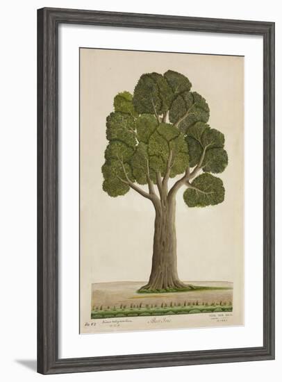 Bur Tree, 1800-10-null-Framed Giclee Print