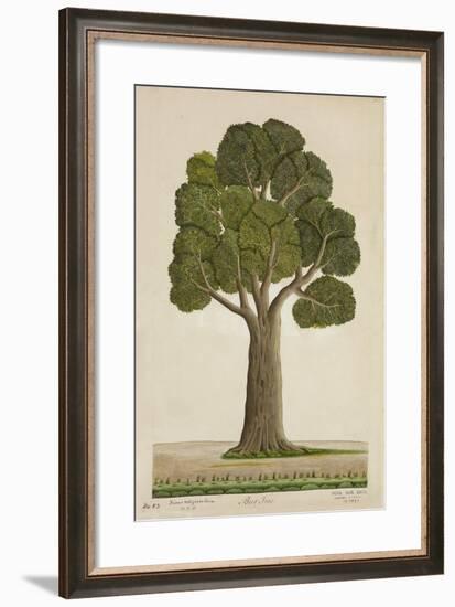 Bur Tree, 1800-10-null-Framed Giclee Print