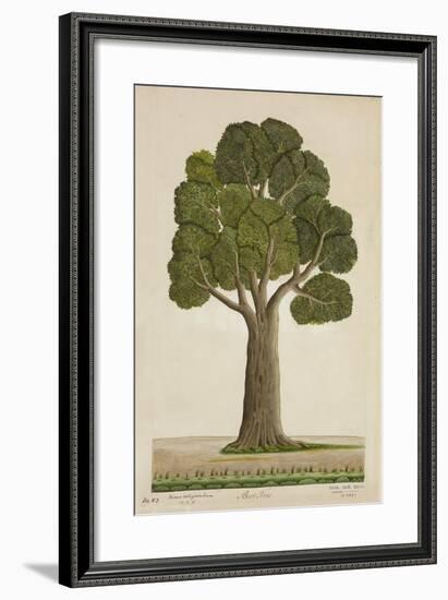 Bur Tree, 1800-10-null-Framed Giclee Print