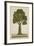 Bur Tree, 1800-10-null-Framed Giclee Print