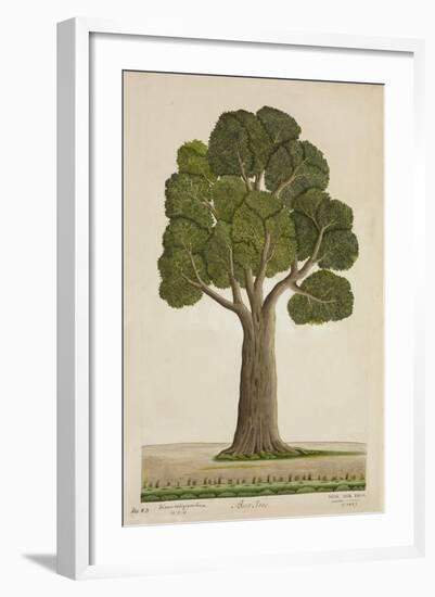 Bur Tree, 1800-10-null-Framed Giclee Print