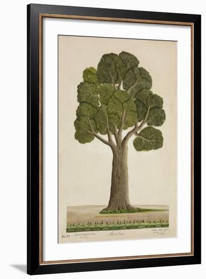 Bur Tree, 1800-10-null-Framed Giclee Print