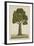 Bur Tree, 1800-10-null-Framed Giclee Print