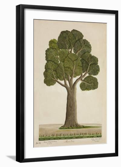 Bur Tree, 1800-10-null-Framed Giclee Print