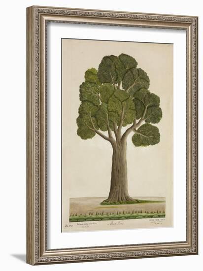 Bur Tree, 1800-10-null-Framed Giclee Print