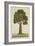 Bur Tree, 1800-10-null-Framed Giclee Print