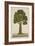 Bur Tree, 1800-10-null-Framed Giclee Print