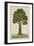 Bur Tree, 1800-10-null-Framed Giclee Print