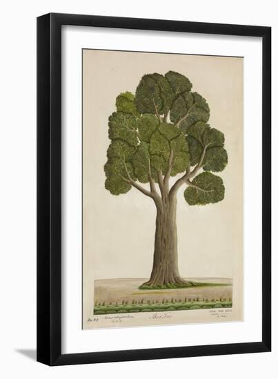 Bur Tree, 1800-10-null-Framed Giclee Print