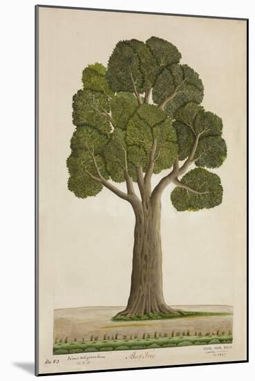 Bur Tree, 1800-10-null-Mounted Giclee Print