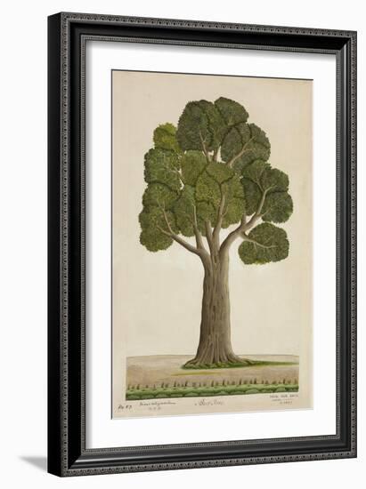 Bur Tree, 1800-10-null-Framed Giclee Print