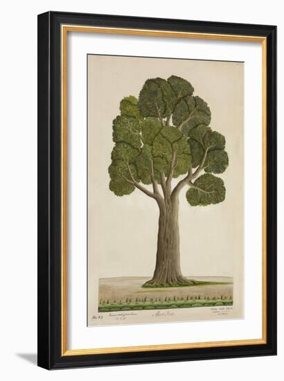 Bur Tree, 1800-10--Framed Giclee Print