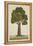 Bur Tree, 1800-10-null-Framed Premier Image Canvas