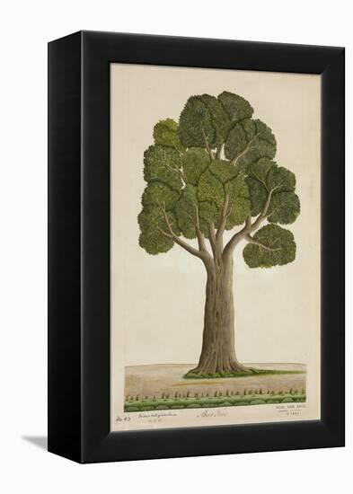 Bur Tree, 1800-10-null-Framed Premier Image Canvas