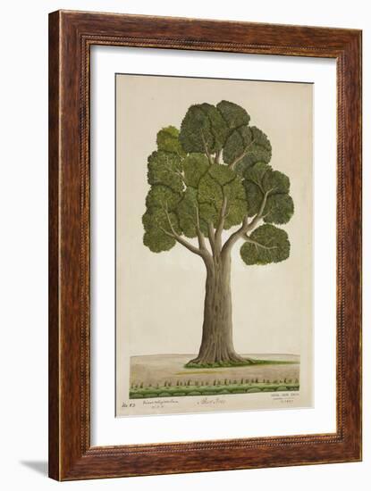 Bur Tree, 1800-10-null-Framed Premium Giclee Print