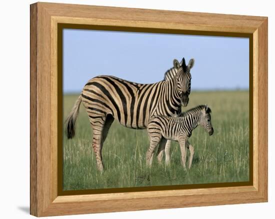 Burchell's (Plains) Zebra and Newborn Foal (Equus Burchelli), Etosha National Park, Namibia, Africa-Steve & Ann Toon-Framed Premier Image Canvas