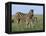 Burchell's (Plains) Zebra and Newborn Foal (Equus Burchelli), Etosha National Park, Namibia, Africa-Steve & Ann Toon-Framed Premier Image Canvas