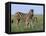 Burchell's (Plains) Zebra and Newborn Foal (Equus Burchelli), Etosha National Park, Namibia, Africa-Steve & Ann Toon-Framed Premier Image Canvas