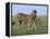 Burchell's (Plains) Zebra and Newborn Foal (Equus Burchelli), Etosha National Park, Namibia, Africa-Steve & Ann Toon-Framed Premier Image Canvas