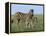 Burchell's (Plains) Zebra and Newborn Foal (Equus Burchelli), Etosha National Park, Namibia, Africa-Steve & Ann Toon-Framed Premier Image Canvas