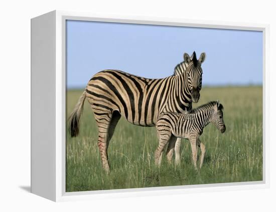 Burchell's (Plains) Zebra and Newborn Foal (Equus Burchelli), Etosha National Park, Namibia, Africa-Steve & Ann Toon-Framed Premier Image Canvas