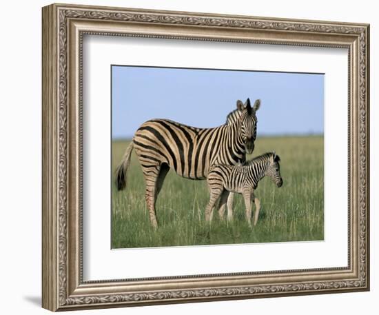 Burchell's (Plains) Zebra and Newborn Foal (Equus Burchelli), Etosha National Park, Namibia, Africa-Steve & Ann Toon-Framed Photographic Print