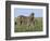 Burchell's (Plains) Zebra and Newborn Foal (Equus Burchelli), Etosha National Park, Namibia, Africa-Steve & Ann Toon-Framed Photographic Print