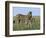 Burchell's (Plains) Zebra and Newborn Foal (Equus Burchelli), Etosha National Park, Namibia, Africa-Steve & Ann Toon-Framed Photographic Print