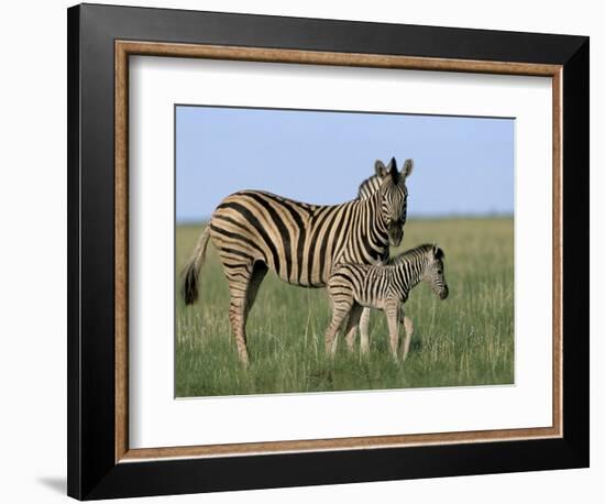 Burchell's (Plains) Zebra and Newborn Foal (Equus Burchelli), Etosha National Park, Namibia, Africa-Steve & Ann Toon-Framed Photographic Print