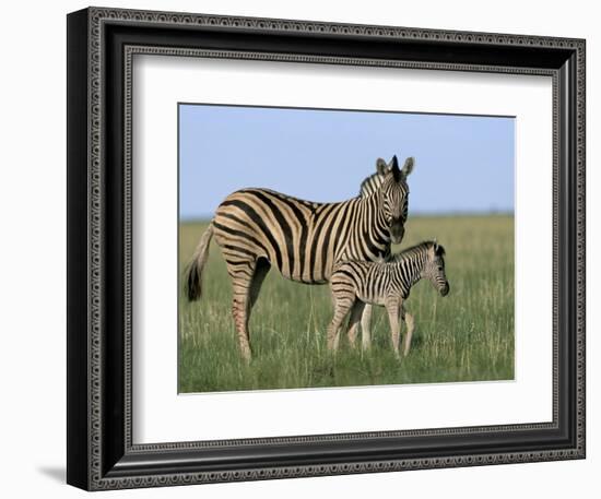 Burchell's (Plains) Zebra and Newborn Foal (Equus Burchelli), Etosha National Park, Namibia, Africa-Steve & Ann Toon-Framed Photographic Print