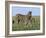 Burchell's (Plains) Zebra and Newborn Foal (Equus Burchelli), Etosha National Park, Namibia, Africa-Steve & Ann Toon-Framed Photographic Print