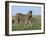 Burchell's (Plains) Zebra and Newborn Foal (Equus Burchelli), Etosha National Park, Namibia, Africa-Steve & Ann Toon-Framed Photographic Print