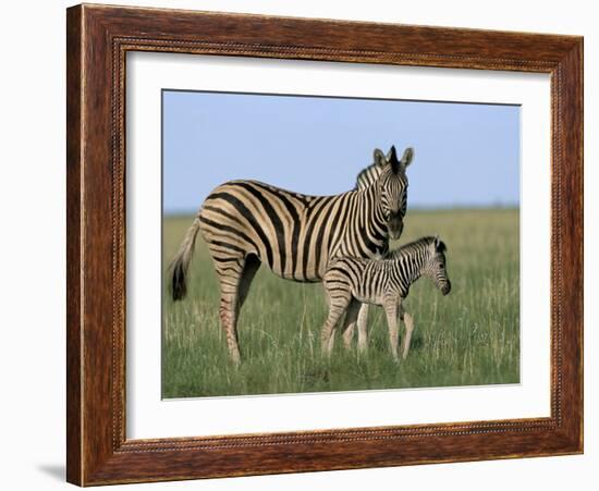 Burchell's (Plains) Zebra and Newborn Foal (Equus Burchelli), Etosha National Park, Namibia, Africa-Steve & Ann Toon-Framed Photographic Print