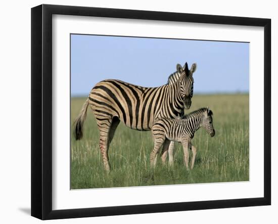 Burchell's (Plains) Zebra and Newborn Foal (Equus Burchelli), Etosha National Park, Namibia, Africa-Steve & Ann Toon-Framed Photographic Print