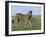 Burchell's (Plains) Zebra and Newborn Foal (Equus Burchelli), Etosha National Park, Namibia, Africa-Steve & Ann Toon-Framed Photographic Print