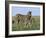 Burchell's (Plains) Zebra and Newborn Foal (Equus Burchelli), Etosha National Park, Namibia, Africa-Steve & Ann Toon-Framed Photographic Print