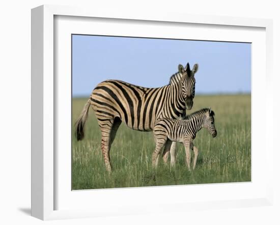 Burchell's (Plains) Zebra and Newborn Foal (Equus Burchelli), Etosha National Park, Namibia, Africa-Steve & Ann Toon-Framed Photographic Print