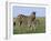 Burchell's (Plains) Zebra and Newborn Foal (Equus Burchelli), Etosha National Park, Namibia, Africa-Steve & Ann Toon-Framed Photographic Print