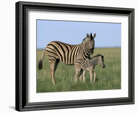 Burchell's (Plains) Zebra and Newborn Foal (Equus Burchelli), Etosha National Park, Namibia, Africa-Steve & Ann Toon-Framed Photographic Print