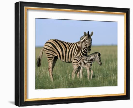 Burchell's (Plains) Zebra and Newborn Foal (Equus Burchelli), Etosha National Park, Namibia, Africa-Steve & Ann Toon-Framed Photographic Print