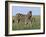 Burchell's (Plains) Zebra and Newborn Foal (Equus Burchelli), Etosha National Park, Namibia, Africa-Steve & Ann Toon-Framed Photographic Print