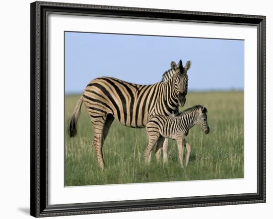 Burchell's (Plains) Zebra and Newborn Foal (Equus Burchelli), Etosha National Park, Namibia, Africa-Steve & Ann Toon-Framed Photographic Print