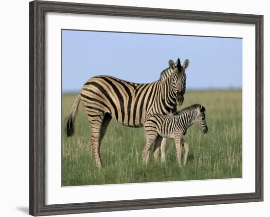 Burchell's (Plains) Zebra and Newborn Foal (Equus Burchelli), Etosha National Park, Namibia, Africa-Steve & Ann Toon-Framed Photographic Print