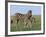 Burchell's (Plains) Zebra and Newborn Foal (Equus Burchelli), Etosha National Park, Namibia, Africa-Steve & Ann Toon-Framed Photographic Print